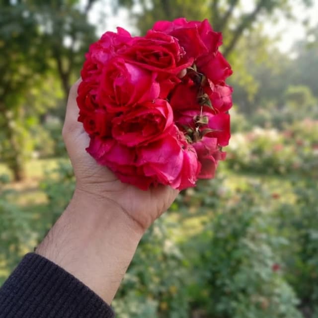 Red Rose Gajray | Fresh Red Rose Gajra for Weddings & Mehndi